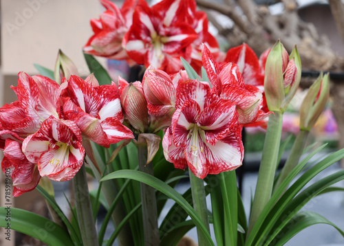 Beautifully blooming red and white amaryllis flowers