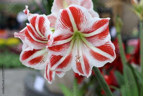 Beautifully blooming red and white amaryllis flowers