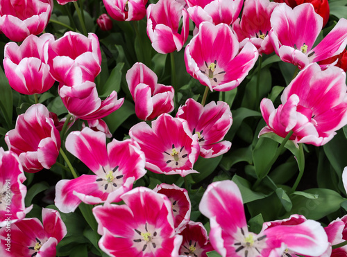 Pink and white tulips called Kamaliya. Triumph  group. Tulips are divided into groups that are defined by their flower features