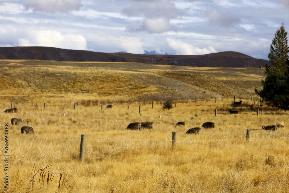 Obraz premium Wunderschöne Landschaft um eine Straße in Neuseeland
