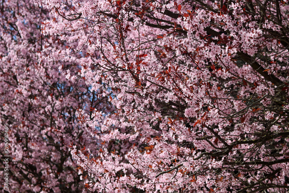 Beautiful pink blossoming tree close up photo. Pink petals on blooming tree. Spring garden on sunny day. Nature textured background. Beautiful pink blossoming tree close up photo. Pink petals on blooming tree. Spring garden on sunny day. Nature textured background.