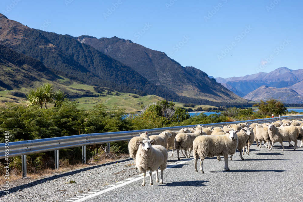 Fototapeta premium Schafherde auf einer Straße in der Landschaft in Neuseeland