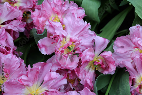 Pink tulips called Mama Mia. Double Early group. Tulips are divided into groups that are defined by their flower features