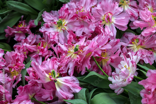 Pink tulips called Mama Mia. Double Early group. Tulips are divided into groups that are defined by their flower features