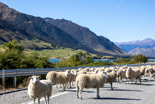 Schafherde auf einer Straße in der Landschaft in Neuseeland