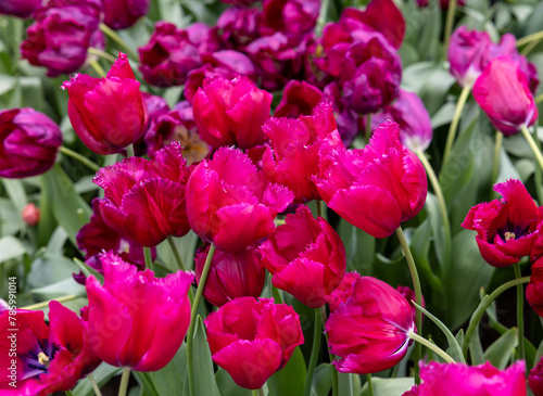 Purple tulips called Magento. Fringed group. Tulips are divided into groups that are defined by their flower features