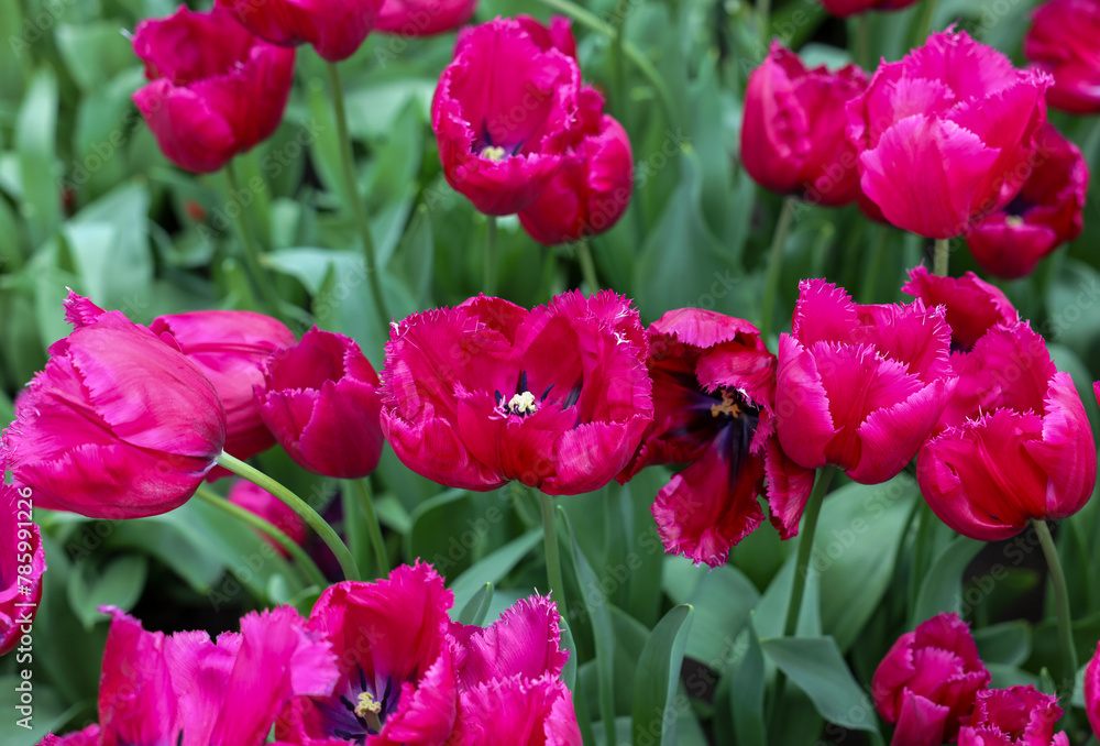 Purple tulips called Magento. Fringed group. Tulips are divided into groups that are defined by their flower features