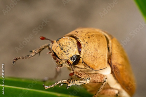 Close up light brown large Insect beetle. Interaction with wild nature beauty fauna Entomology image