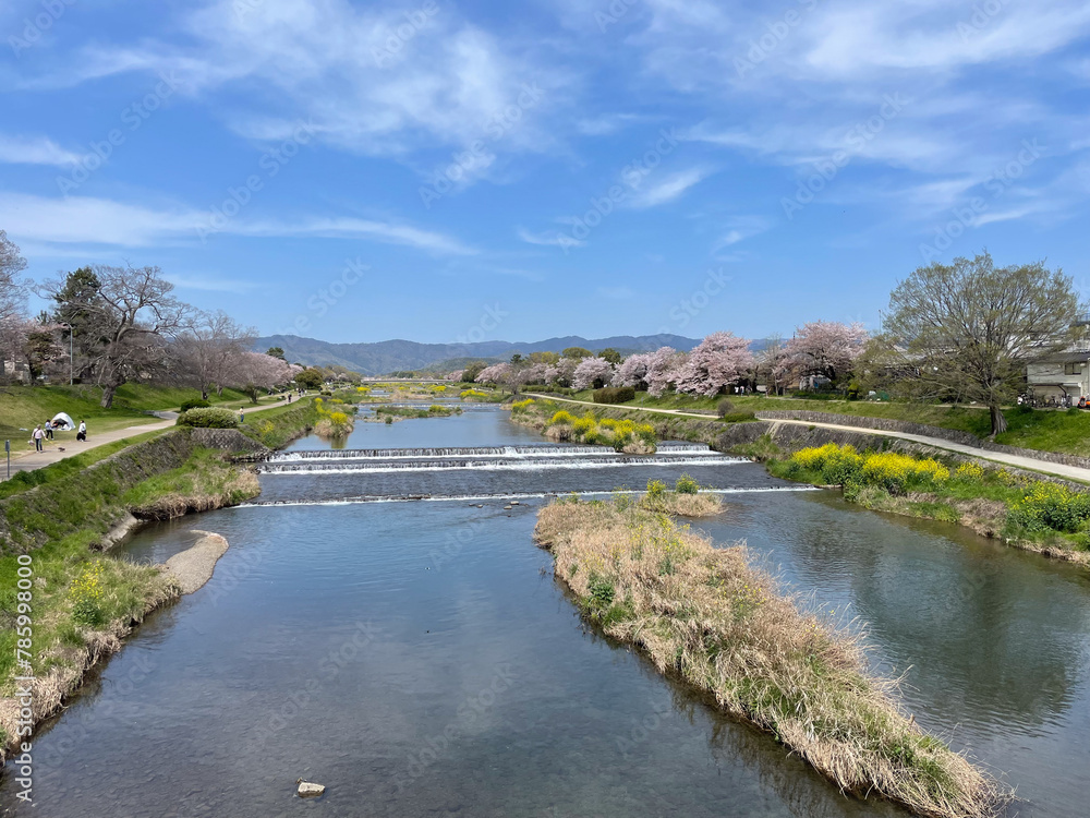 桜咲く春の加茂川