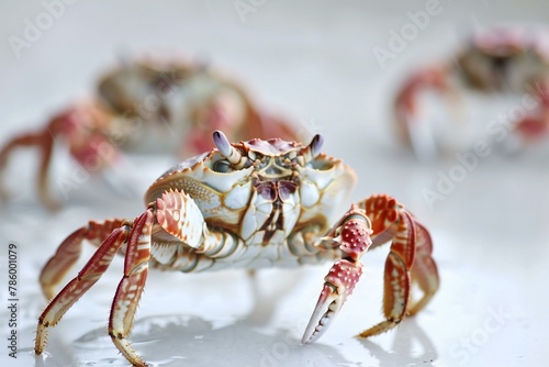 Crab on a white background   Selective focus   Shallow depth of field