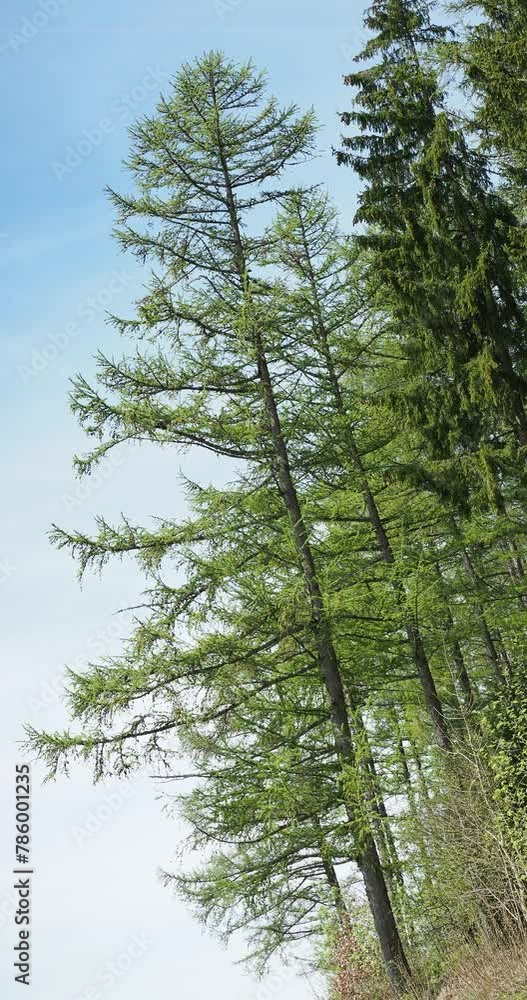 Larix decidua | Europäische Lärche, ein häufiger und wertvoller Waldbaum in Mischbestände an den Berghängen des Schwarzwaldes in Deutschland
Larix decidua | Europäische Lärche, ein häufiger und wertvoller Waldbaum in Mischbestände an den Berghängen des Schwarzwaldes in Deutschland