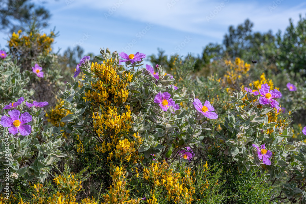 Obraz premium field of wildflowers