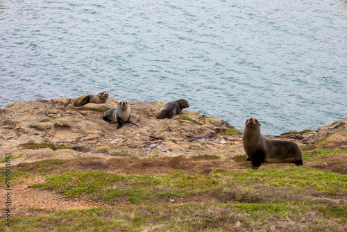 Seehund Familie auf Felsen vor der Küste  photo