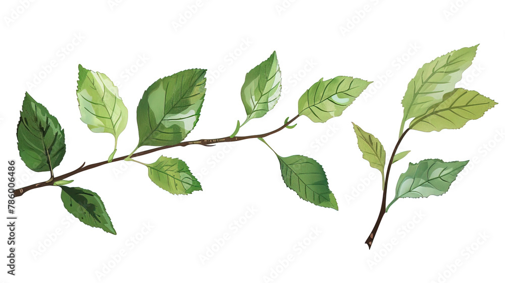 Fototapeta premium Collection of green leaves