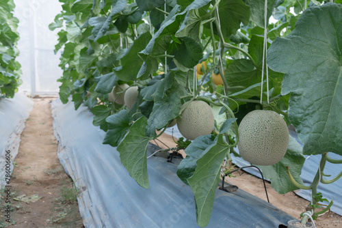  Fresh green melon in greenhouse