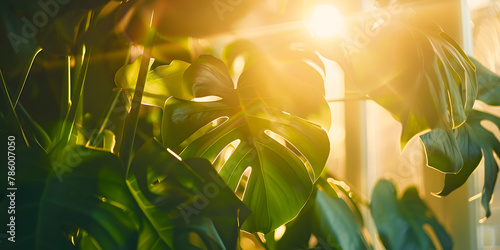 Sure a descriptive title for the image of the green Monstera plant with sunlight filtering through the leaves in Brazilian Portuguese would be Planta Monstera Verde com Luz Solar Entre as Folhas photo