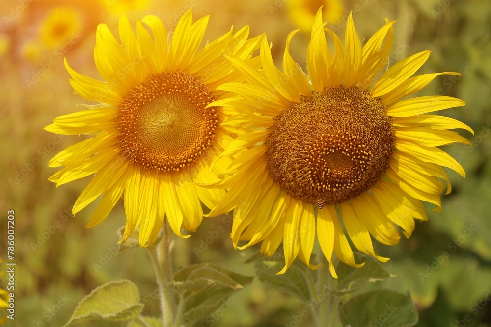 Obraz premium Sunflower at sunset background 