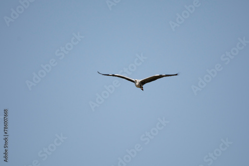 Gray Heron flying in blue sky