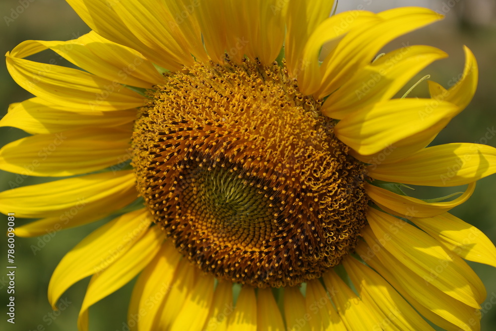 Obraz premium sunflower close up