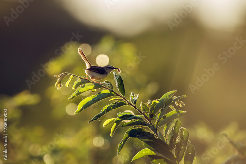 Black chested Prinia catching a bug in backlit in Kruger National park, South Africa ; Specie Prinia flavicans family of Cisticolidae photo