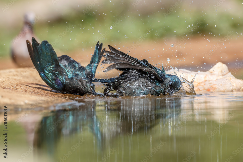 Two Cape Glossy Starling juvenile bathing in waterhole in Kruger National park, South Africa ; Specie Lamprotornis nitens family of Sturnidae Two Cape Glossy Starling juvenile bathing in waterhole in Kruger National park, South Africa ; Specie Lamprotornis nitens family of Sturnidae