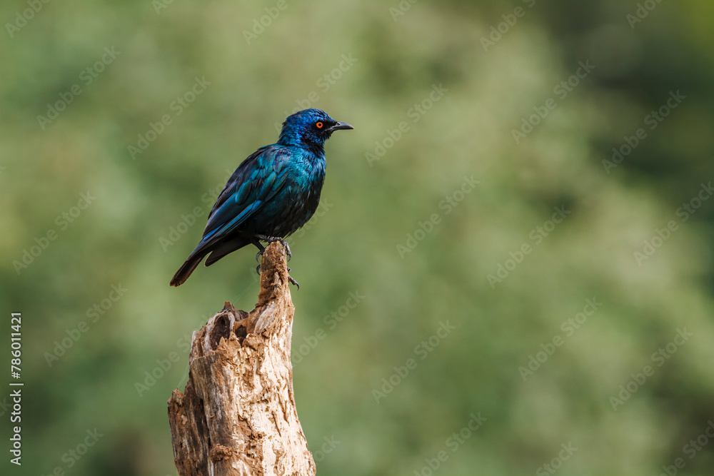Obraz premium Cape Glossy Starling standing on a log isolated in natural background in Kruger National park, South Africa ; Specie Lamprotornis nitens family of Sturnidae