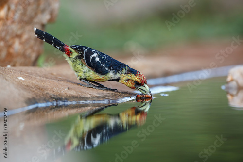 Crested Barbet catching a bug in waterhole in Kruger National park, South Africa ; Specie Trachyphonus vaillantii family of Ramphastidae photo