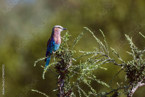 Lilac breasted roller standing on a shrub isolated in natural background in Kruger National park, South Africa ; Specie Coracias caudatus family of Coraciidae photo