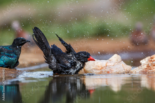 Red billed Buffalo Weaver bathing in waterhole in Kruger National park, South Africa ; Specie Bubalornis niger family of Ploceidae