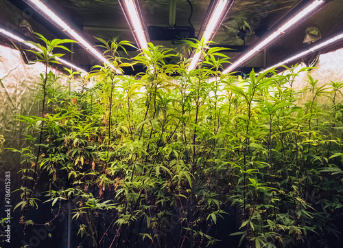 Cannabis plants Greenhouse hemp row Grow with Led Light Indoor Farm Agriculture Technology © VTT Studio