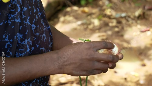 Zanzibar male hands holding halved achiote red lipstick tree fruits showing seeds photo