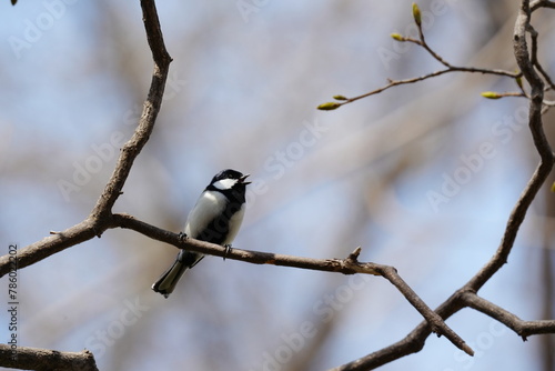 Obraz na plátne japanese tit