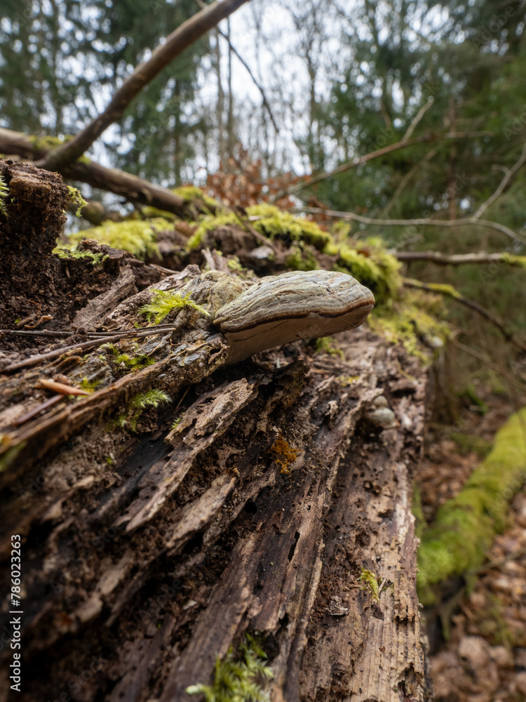 Obraz premium Landschaft