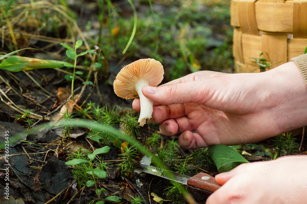 mushroom in a man's hand, mushroom picking, favorite hobby. mushroom in a man's hand, mushroom picking, favorite hobby.