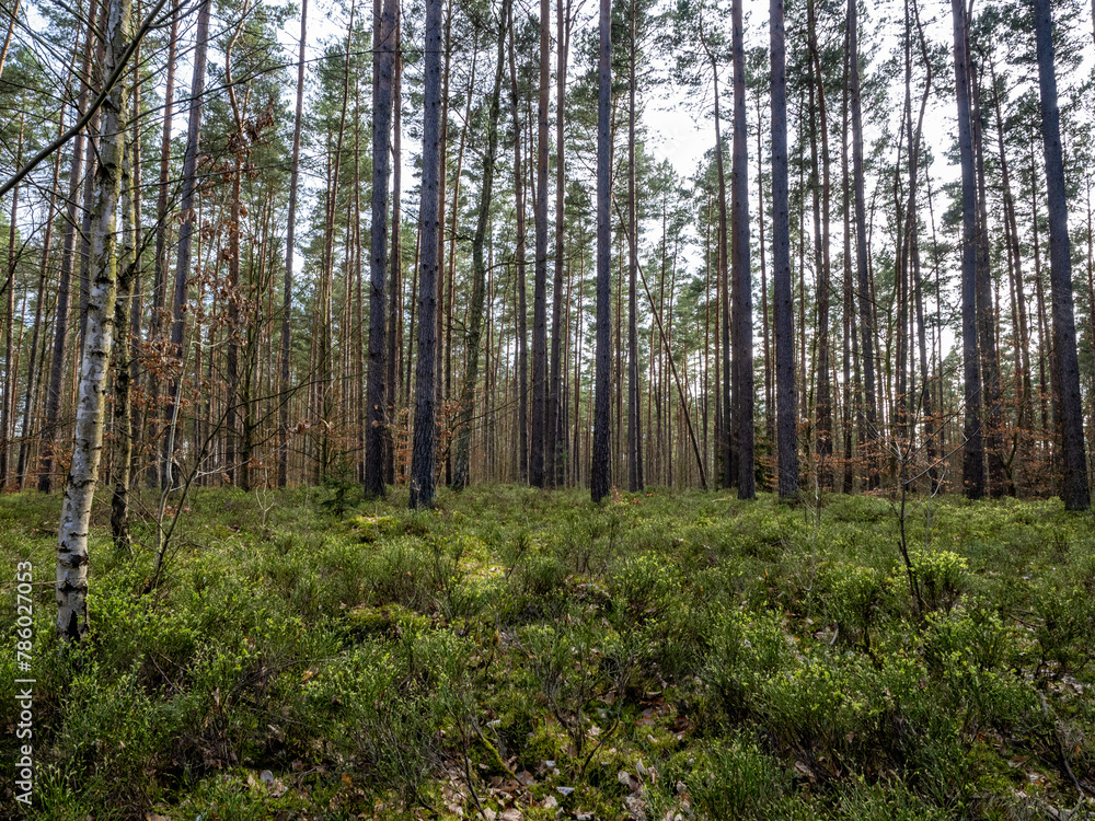 Obraz premium Landschaft