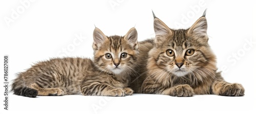 Andean mountain cat and kitten portrait with space for text, object on right side