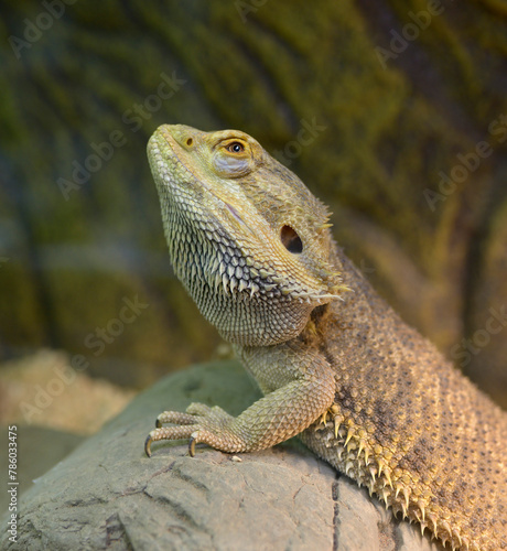 Lizard agama or central bearded dragon, Pogona vitticeps, sitting on a stone in a terrarium
