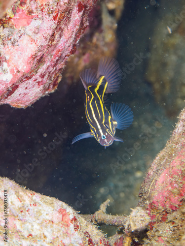 ヒリゾ浜の水中洞窟の不思議なヌノサラシ（ハタ科）の幼魚。

静岡県伊豆半島賀茂郡南伊豆町中木から渡し船で渡るヒリゾ浜にて。
2023年水中撮影。


Mysterious Goldenstriped soapfish (Grammistes sexlineatus) juvenile in sea caves.

At Hirizohama beach, by ferry from Nakagi, photo