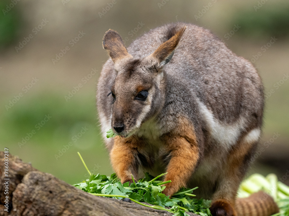 Fototapeta premium Känguru