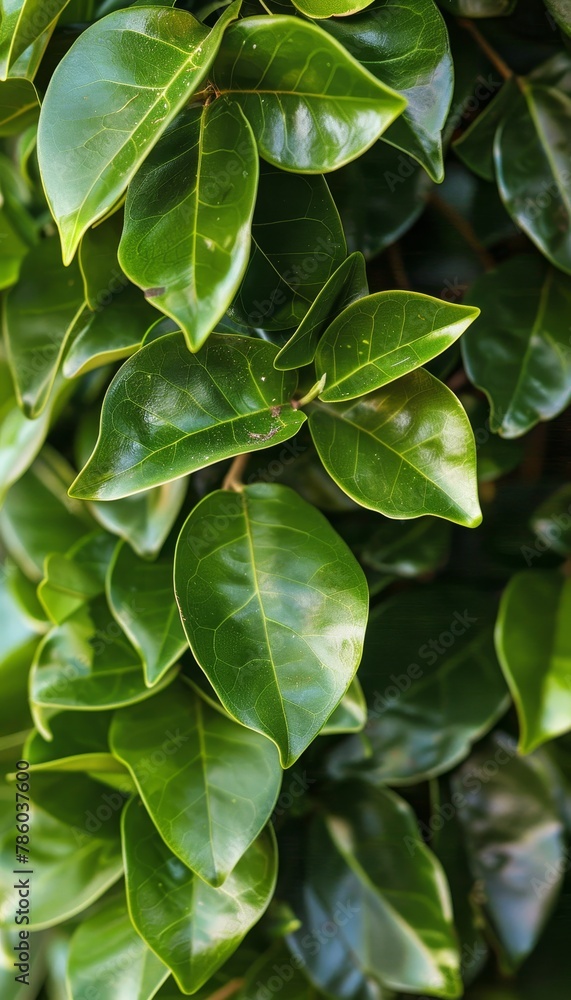 Close up of lush green hedge wall with small leaves in garden eco friendly evergreen background Close up of lush green hedge wall with small leaves in garden eco friendly evergreen background