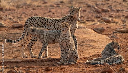 Aufmerksame Gepard-Familie