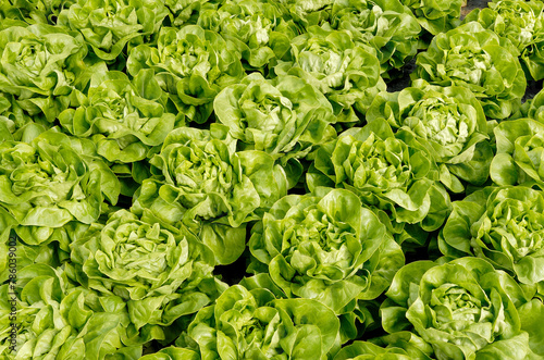Trocadero lettuce plantation in overhead view
