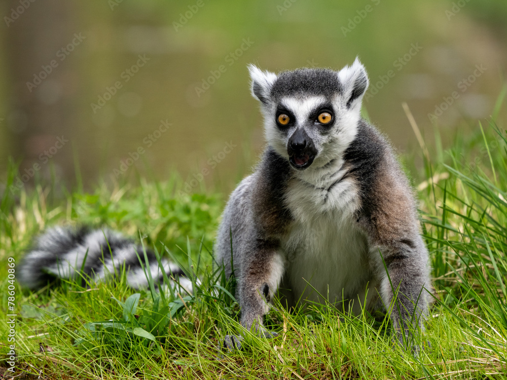 Obraz premium Lemuren