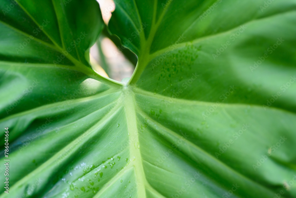 Fresh green leaf background in a tropical rainforest Fresh green leaf background in a tropical rainforest