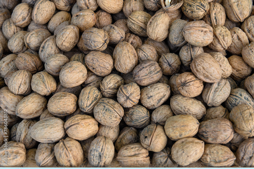 Fresh walnuts in the shell full frame close up as background Fresh walnuts in the shell full frame close up as background