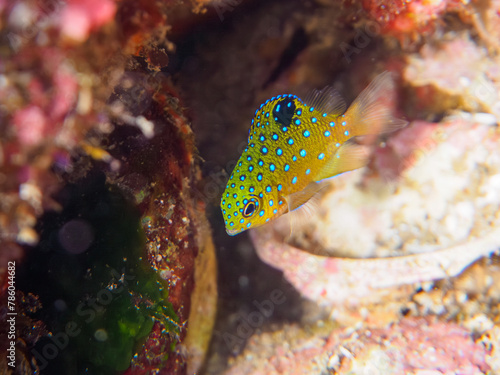 ヒリゾ浜の宝石のように美しいルリホシスズメダイ（スズメダイ科）の幼魚。

静岡県伊豆半島賀茂郡南伊豆町中木から渡し船で渡るヒリゾ浜にて。
2023年水中撮影。


The Beautiful Jewel Damsel (Stegastes lacrymatus) juvenile. 

At Hirizohama beach, by ferry from Nakagi, Minami-Izu-ch photo