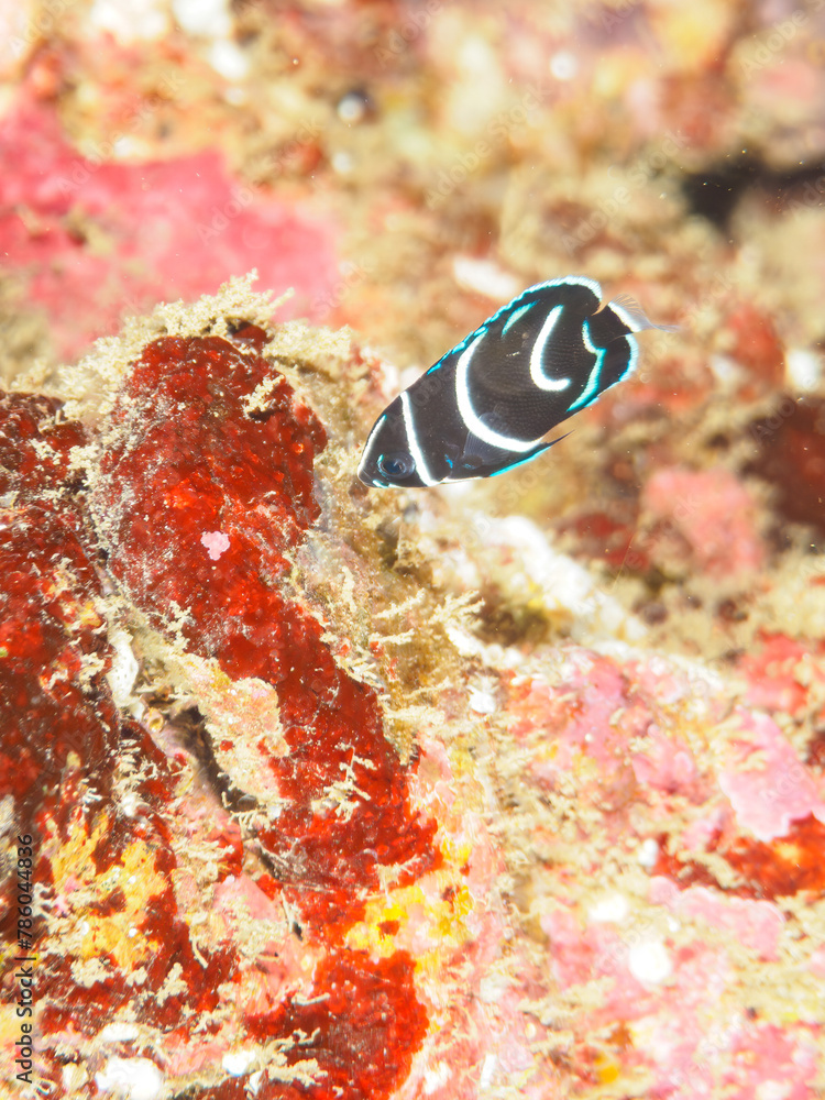 ヒリゾ浜の美しいサザナミヤッコ(キンチャクダイ科)の幼魚他。
静岡県伊豆半島賀茂郡南伊豆町中木から渡し船で渡るヒリゾ浜にて。
2023年水中撮影。
The Beautiful Zebra angelfish juvenile and others.
At Hirizohama beach, by ferry from Nakagi, Minami-Izu-cho, Izu Penins ヒリゾ浜の美しいサザナミヤッコ(キンチャクダイ科)の幼魚他。
静岡県伊豆半島賀茂郡南伊豆町中木から渡し船で渡るヒリゾ浜にて。
2023年水中撮影。
The Beautiful Zebra angelfish juvenile and others.
At Hirizohama beach, by ferry from Nakagi, Minami-Izu-cho, Izu Penins