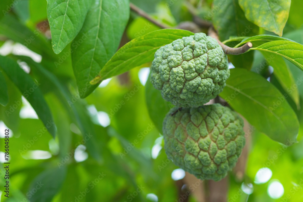Custard apple ripens while still on the tree. custard apple or sugar apple is fruit whose flesh is white and has oval seeds. Flesh is sweet and delicious to eat is commonly found in tropical countries Custard apple ripens while still on the tree. custard apple or sugar apple is fruit whose flesh is white and has oval seeds. Flesh is sweet and delicious to eat is commonly found in tropical countries
