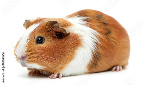 Charming Guinea Pig on a Spotless White Background