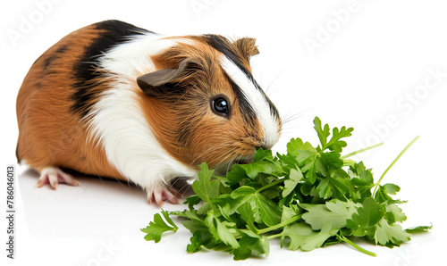 A Cute Guinea Pig Enjoying Fresh Parsley on a White Background